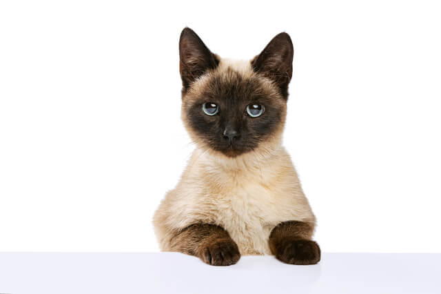 レッドポイントシャムはどんな猫？性格や特徴、飼い方のコツを解説！のサムネイル画像